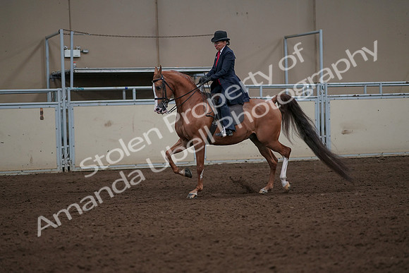 2019 Morgan Horse Show - Sept 01, 2019 - 11904