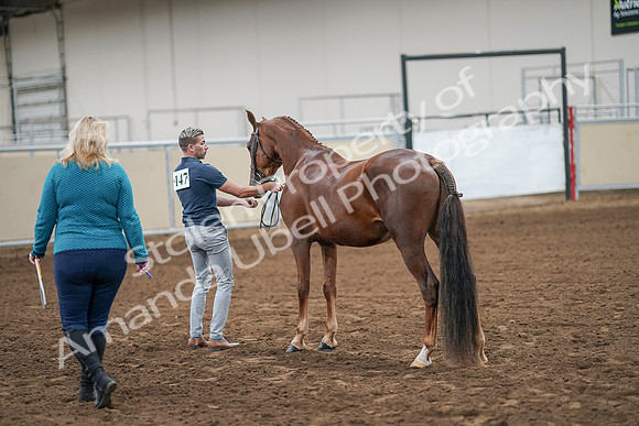 2020 - AB Morgan Horse - Sat, Sept 05 - 00210