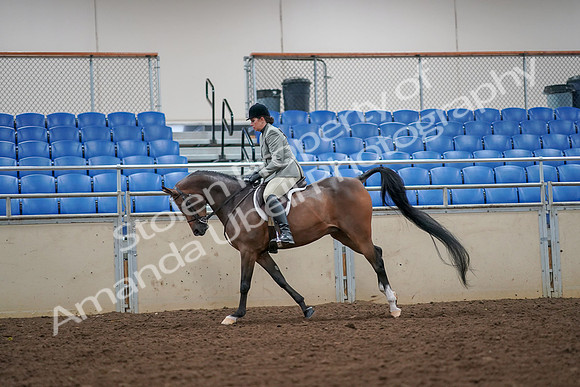 2019 Morgan Horse Show - Aug 30, 2019 - 17473