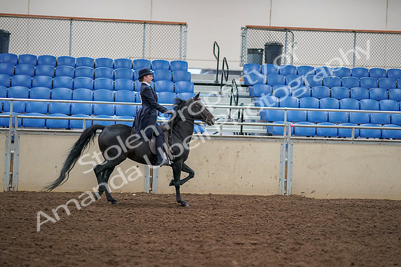 2019 Morgan Horse Show - Aug 30, 2019 - 12395