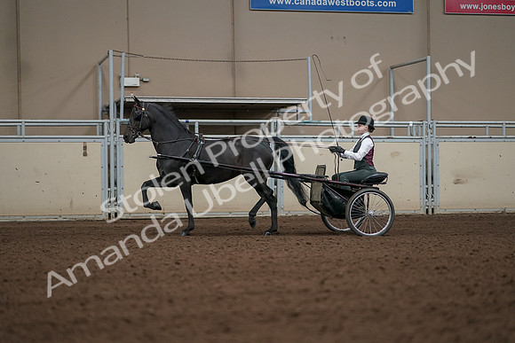 2019 Morgan Horse Show - Aug 31, 2019 - 04661