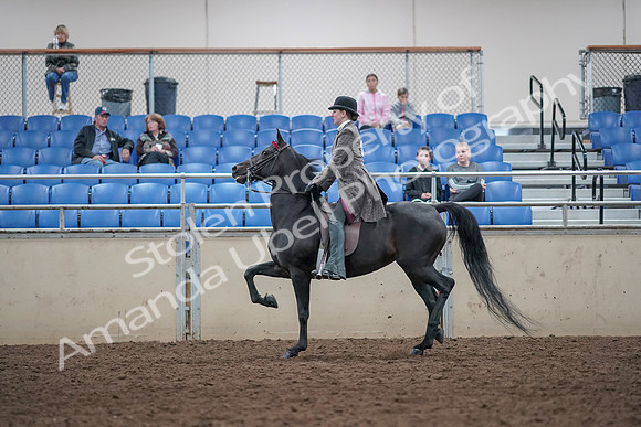 2019 Morgan Horse Show - Aug 31, 2019 - 09323