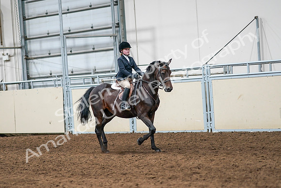 2020 - AB Morgan Horse - Sun, Sept 06 - 08132
