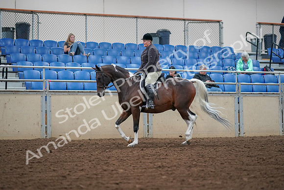 2019 Morgan Horse Show - Aug 30, 2019 - 16022