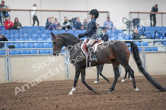2019 Morgan Horse Show - Aug 31, 2019 - 19396