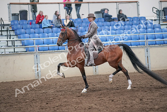 2019 Morgan Horse Show - Aug 31, 2019 - 21962