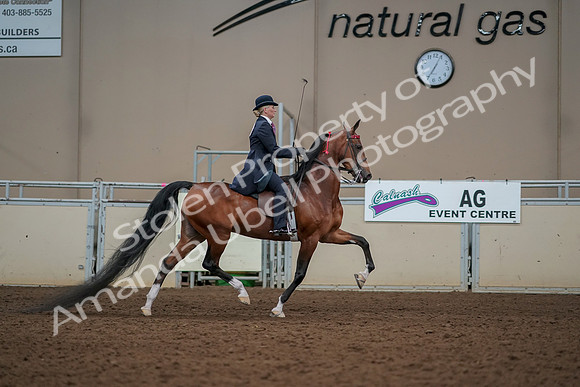 2019 Morgan Horse Show - Aug 30, 2019 - 25307
