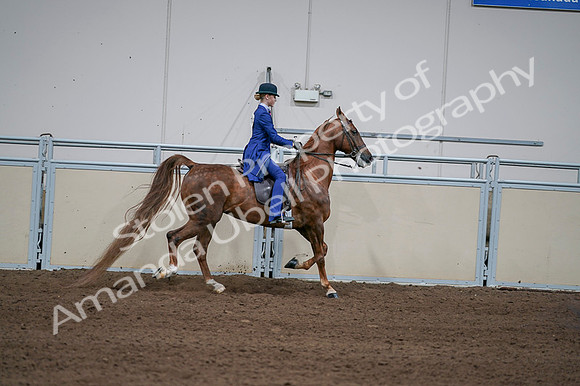 2020 - AB Morgan Horse - Fri, Sept 04 - 05157