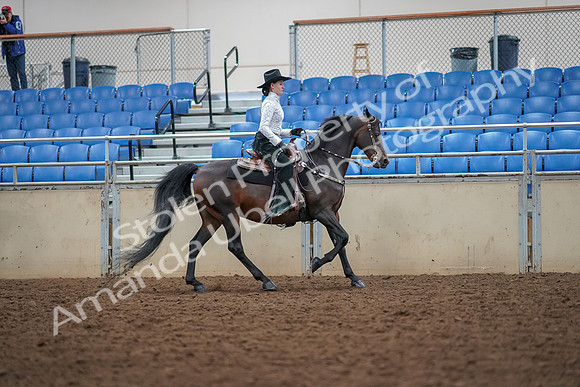 2019 Morgan Horse Show - Aug 30, 2019 - 16955