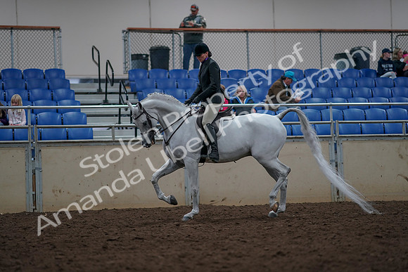 2019 Morgan Horse Show - Aug 31, 2019 - 15967