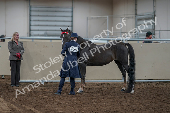 2020 - AB Morgan Horse - Fri, Sept 04 - 00978