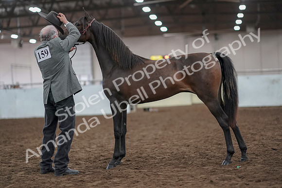 2019 Morgan Horse Show - Aug 31, 2019 - 02858