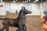 2020 - AB Morgan Horse - Sat, Sept 05 - 00665
