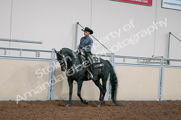 2020 - AB Morgan Horse - Fri, Sept 04 - 08517
