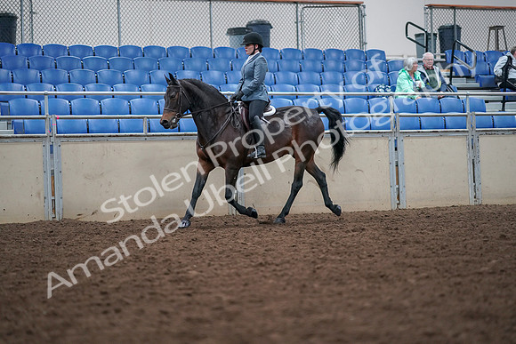 2019 Morgan Horse Show - Aug 30, 2019 - 18316