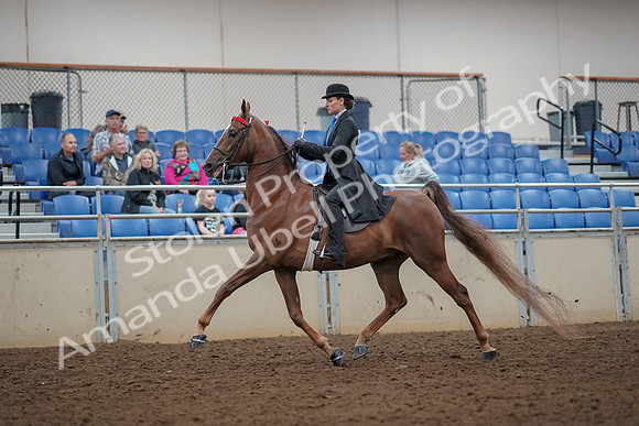 2019 Morgan Horse Show - Aug 30, 2019 - 25044