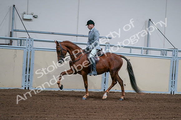2020 - AB Morgan Horse - Fri, Sept 04 - 01606