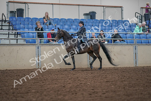 2019 Morgan Horse Show - Aug 30, 2019 - 15284