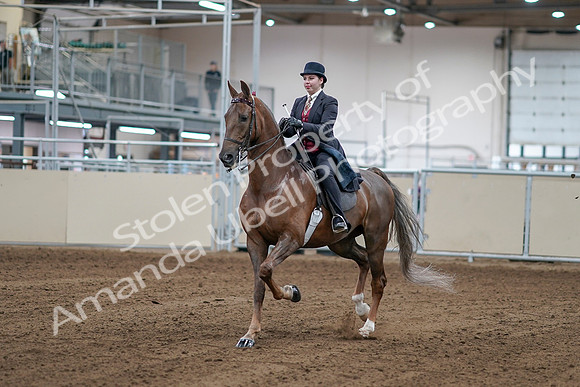2020 - AB Morgan Horse - Sat, Sept 05 - 06042