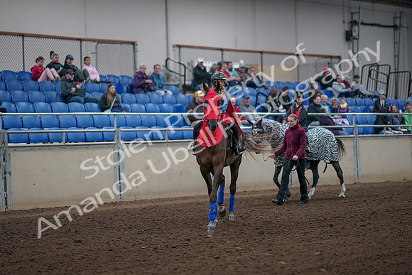 2019 Morgan Horse Show - Aug 31, 2019 - 09990