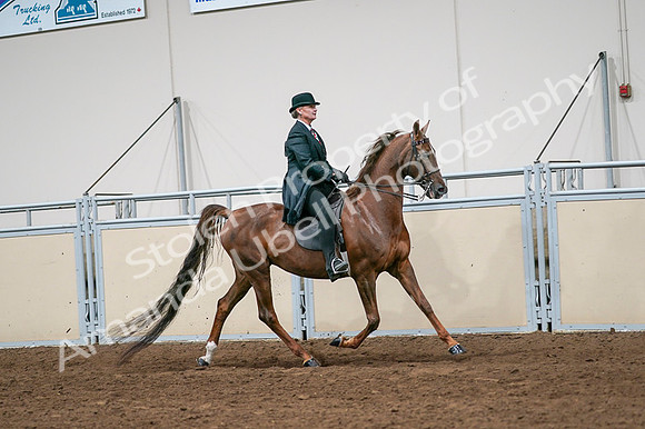 2020 - AB Morgan Horse - Fri, Sept 04 - 08103