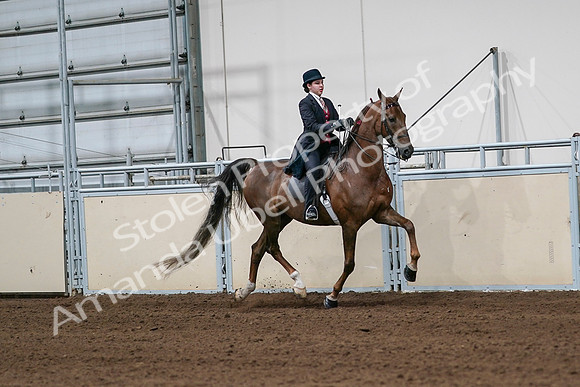 2020 - AB Morgan Horse - Sat, Sept 05 - 06352