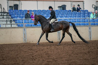 2019 Morgan Horse Show - Aug 30, 2019 - 19869