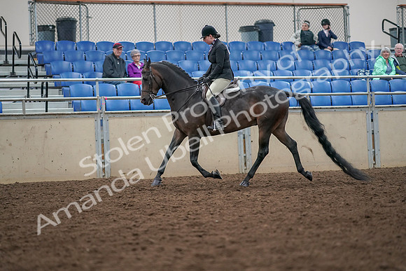 2019 Morgan Horse Show - Aug 30, 2019 - 19869