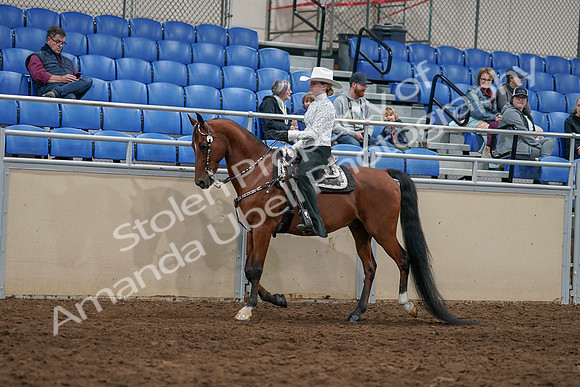 2020 - AB Morgan Horse - Sun, Sept 06 - 07470