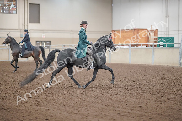 2019 Morgan Horse Show - Aug 30, 2019 - 15633