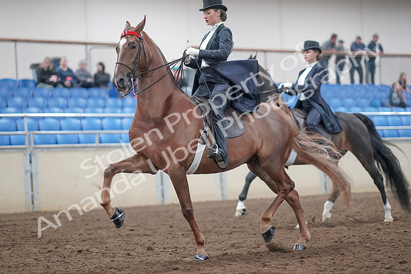 2019 Morgan Horse Show - Aug 31, 2019 - 20530