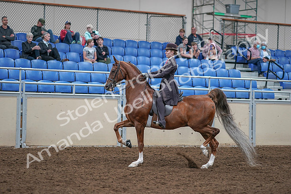 2020 - AB Morgan Horse - Fri, Sept 04 - 11196