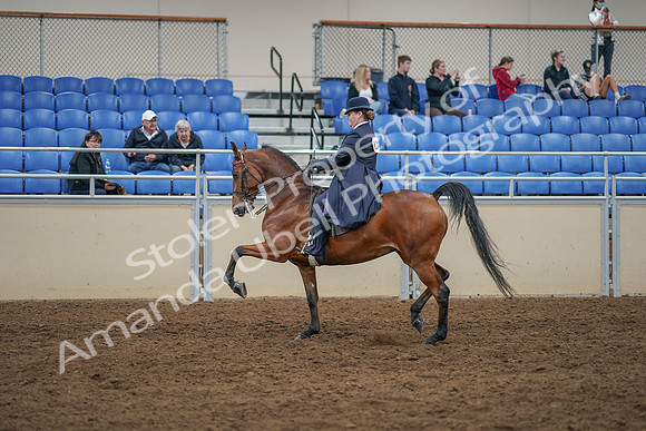2020 - AB Morgan Horse - Sat, Sept 05 - 09710