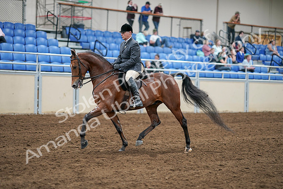 2020 - AB Morgan Horse - Sat, Sept 05 - 06873