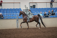 2019 Morgan Horse Show - Aug 31, 2019 - 07672