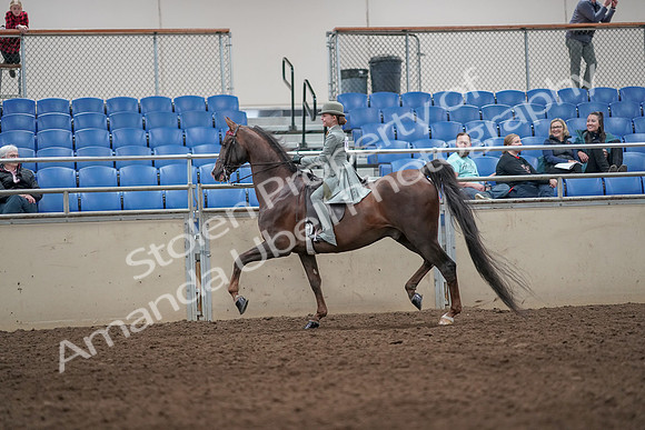 2019 Morgan Horse Show - Aug 31, 2019 - 07672
