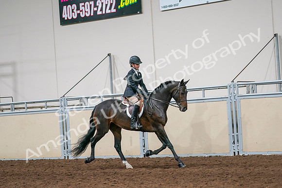 2020 - AB Morgan Horse - Sun, Sept 06 - 08071