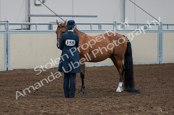 2020 - AB Morgan Horse - Fri, Sept 04 - 00961