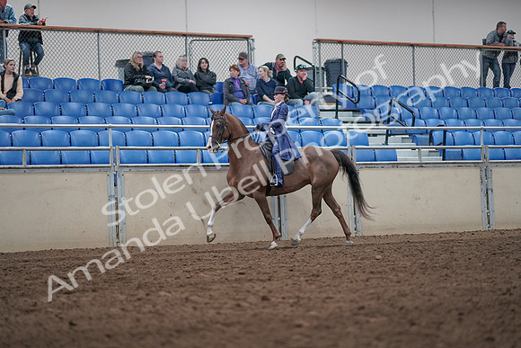 2019 Morgan Horse Show - Aug 31, 2019 - 20437