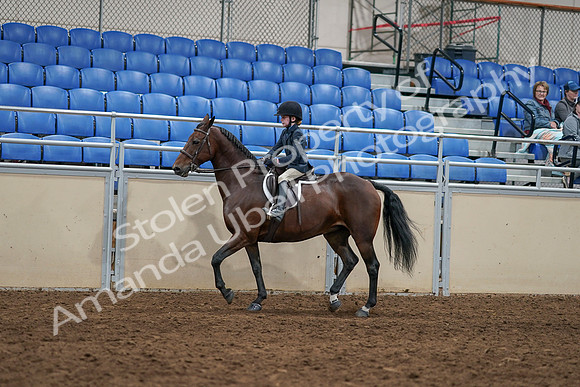 2020 - AB Morgan Horse - Sun, Sept 06 - 07909