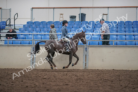 2019 Morgan Horse Show - Aug 31, 2019 - 16773