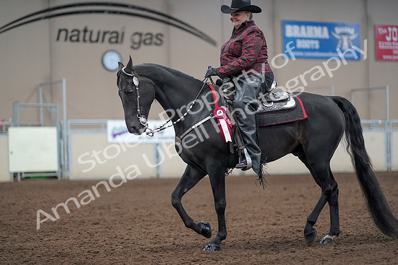 2019 Morgan Horse Show - Aug 31, 2019 - 10815