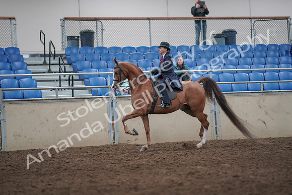 2019 Morgan Horse Show - Aug 31, 2019 - 08651