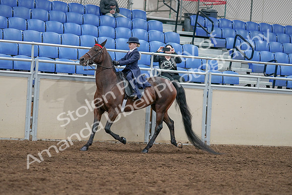 2020 - AB Morgan Horse - Sat, Sept 05 - 04770