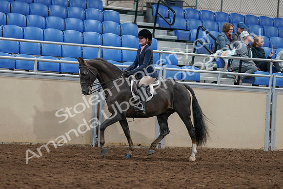 2020 - AB Morgan Horse - Sun, Sept 06 - 07740