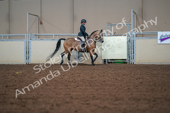 2019 Morgan Horse Show - Aug 30, 2019 - 20789