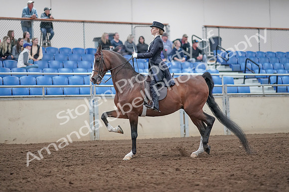 2019 Morgan Horse Show - Aug 31, 2019 - 20378