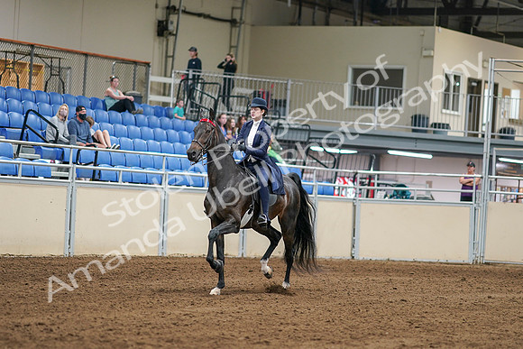 2020 - AB Morgan Horse - Sat, Sept 05 - 06252