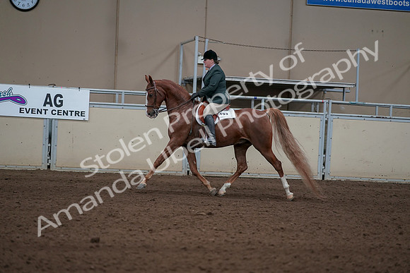 2019 Morgan Horse Show - Sept 01, 2019 - 12222
