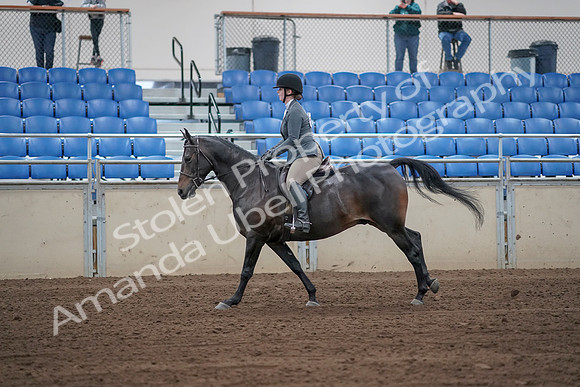 2019 Morgan Horse Show - Sept 01, 2019 - 10997